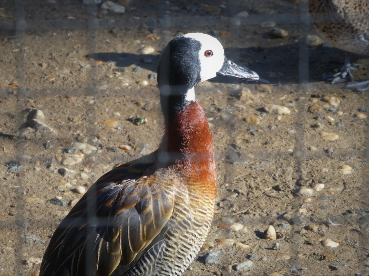South American Aviary - White-faced Whistling Duck