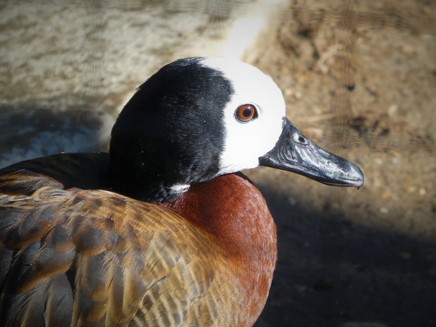 South American Aviary - White-faced Whistling Duck