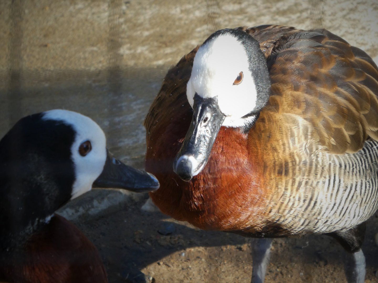 South American Aviary - White-faced Whistling Duck