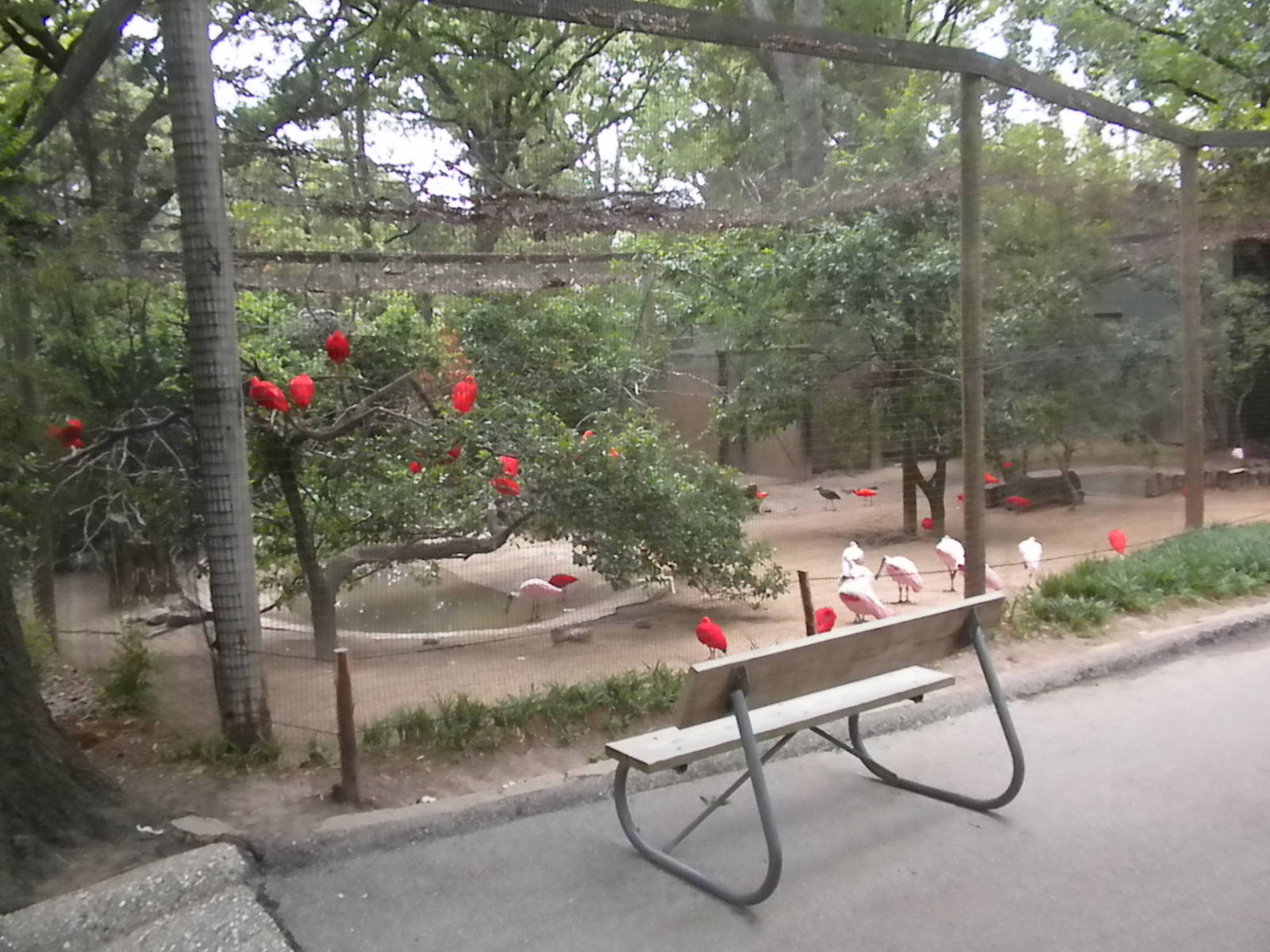 South American Aviary