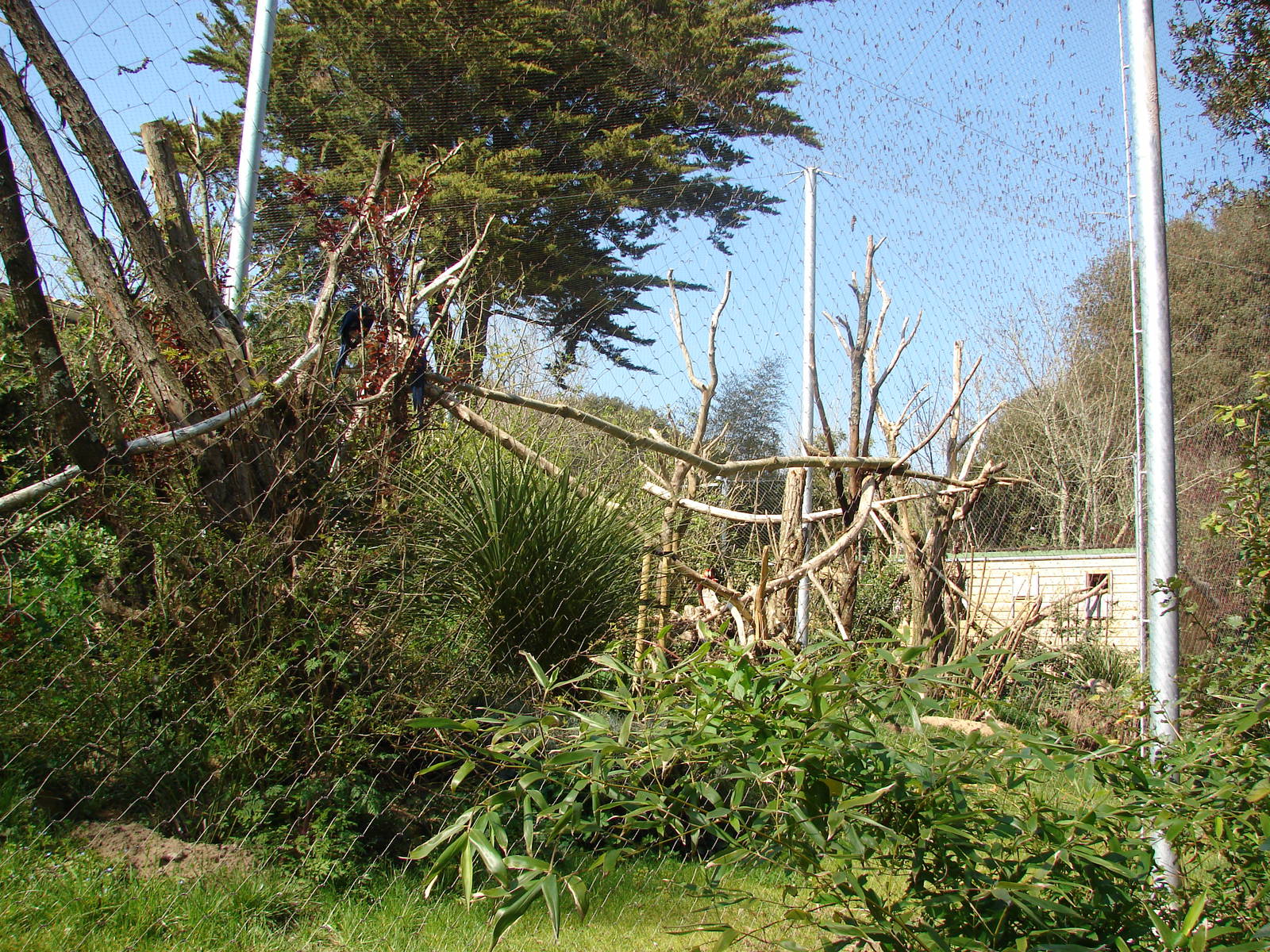 South american aviary