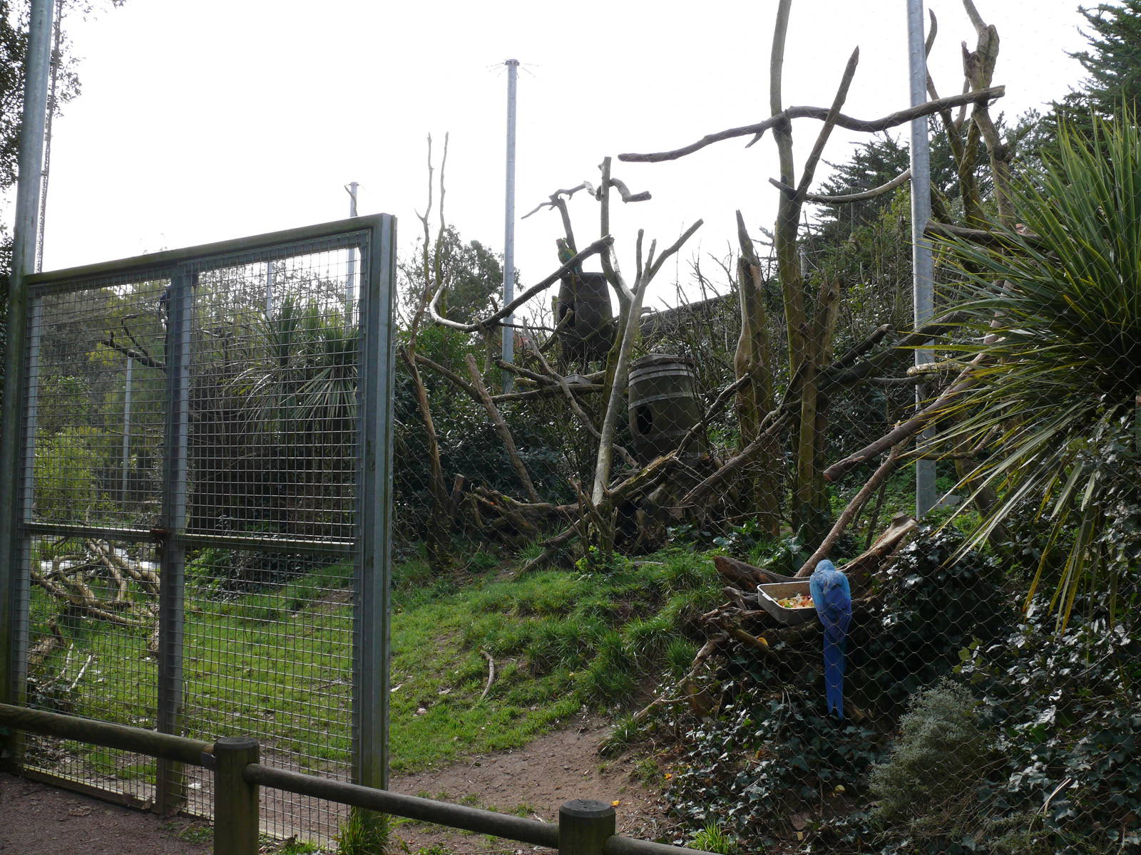 South american aviary