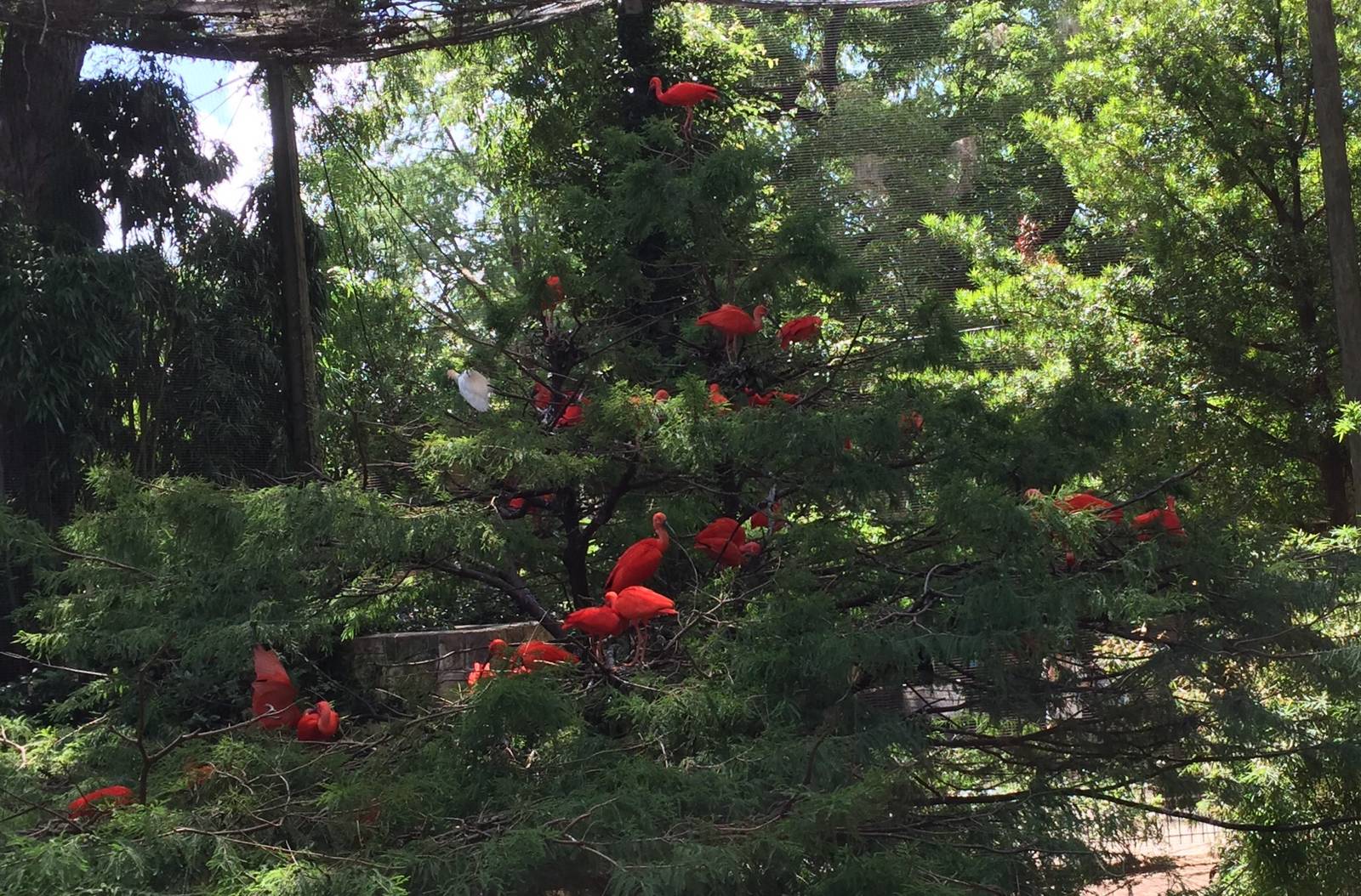 South American Aviary