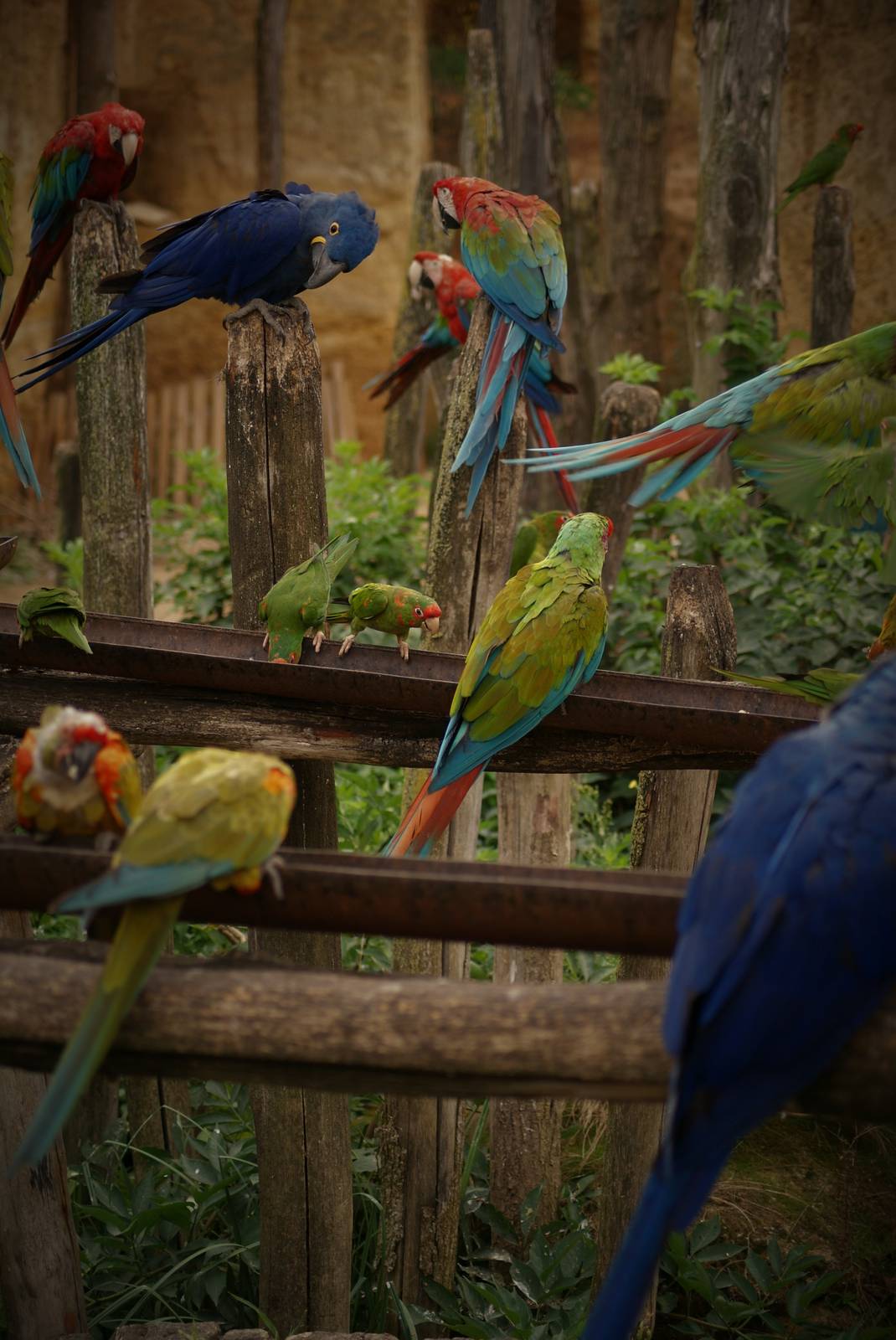 South american aviary