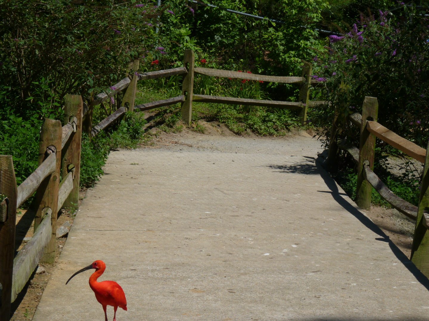 South american aviary