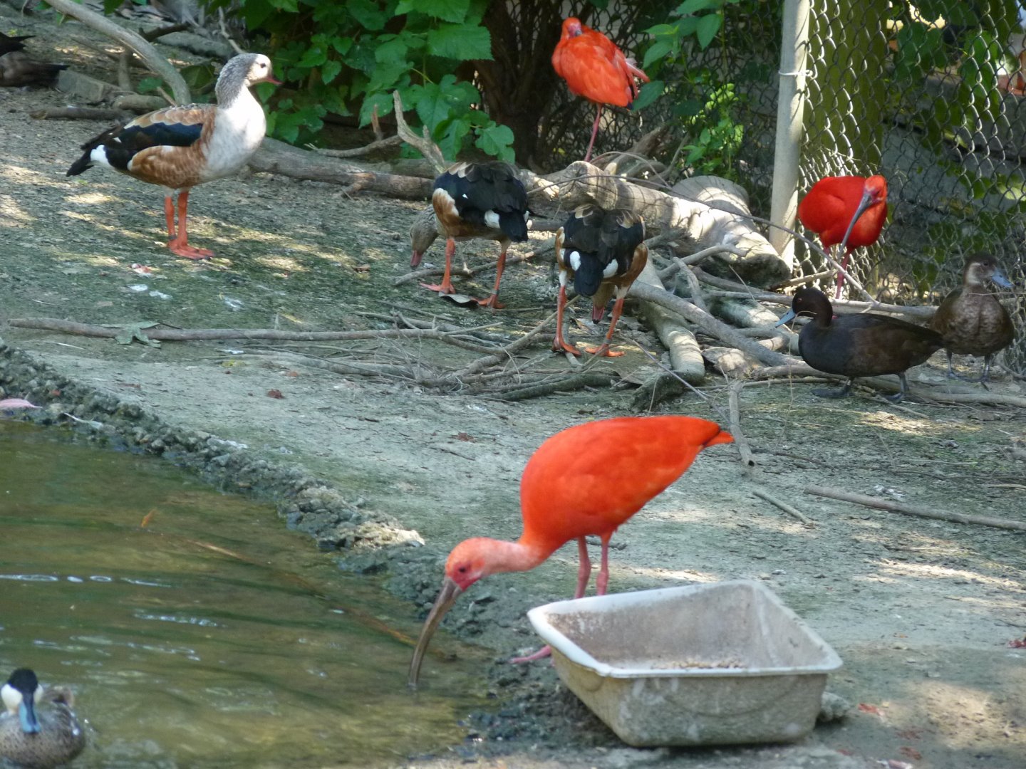South american aviary