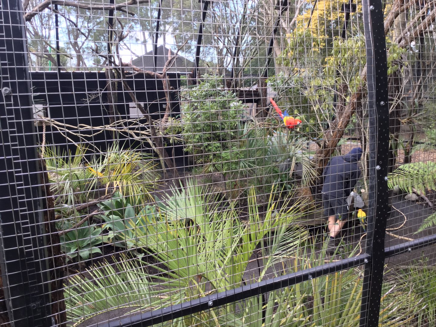 South American Aviary