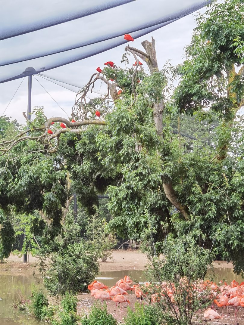 South American Aviary