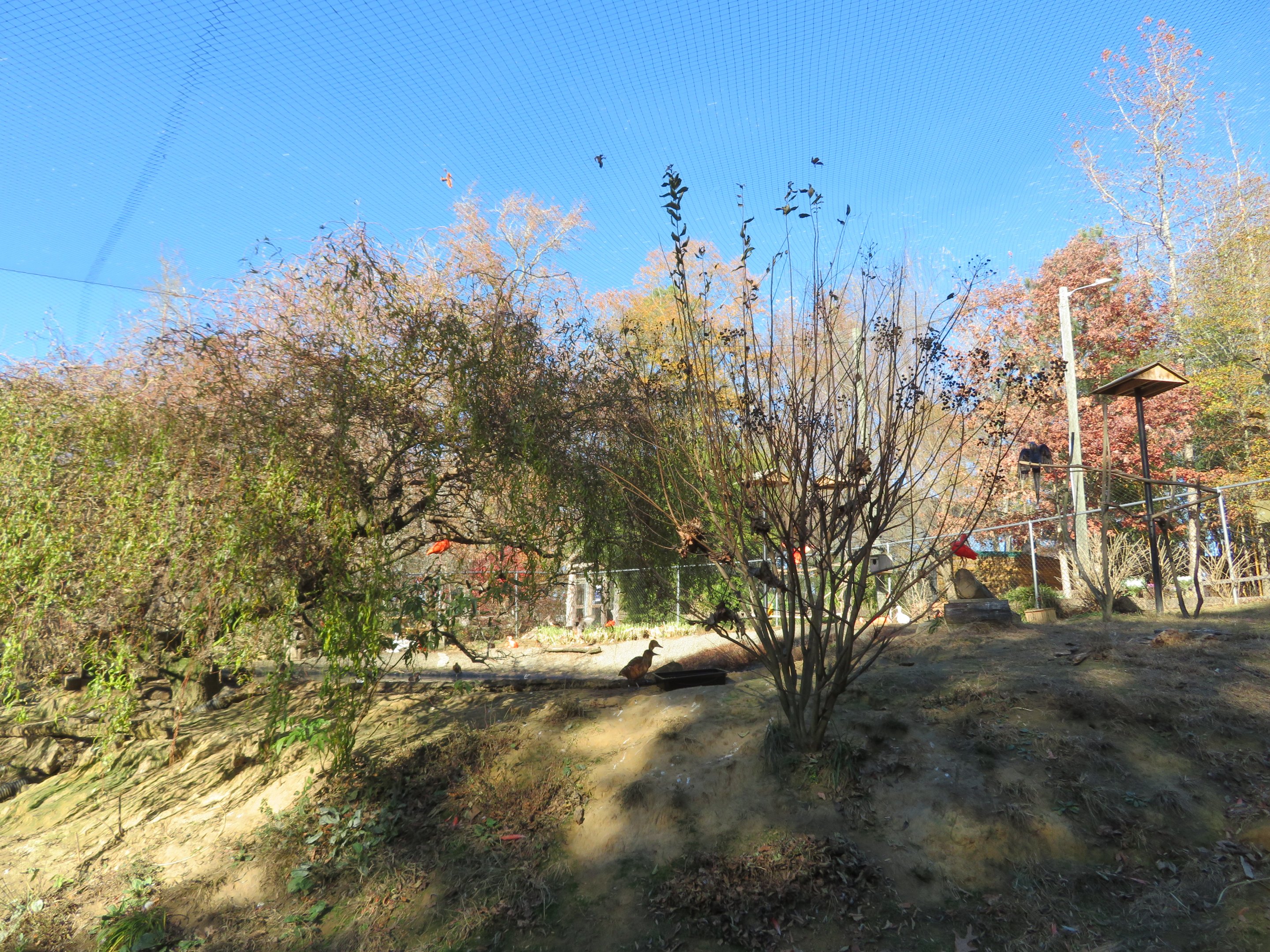 South American Aviary