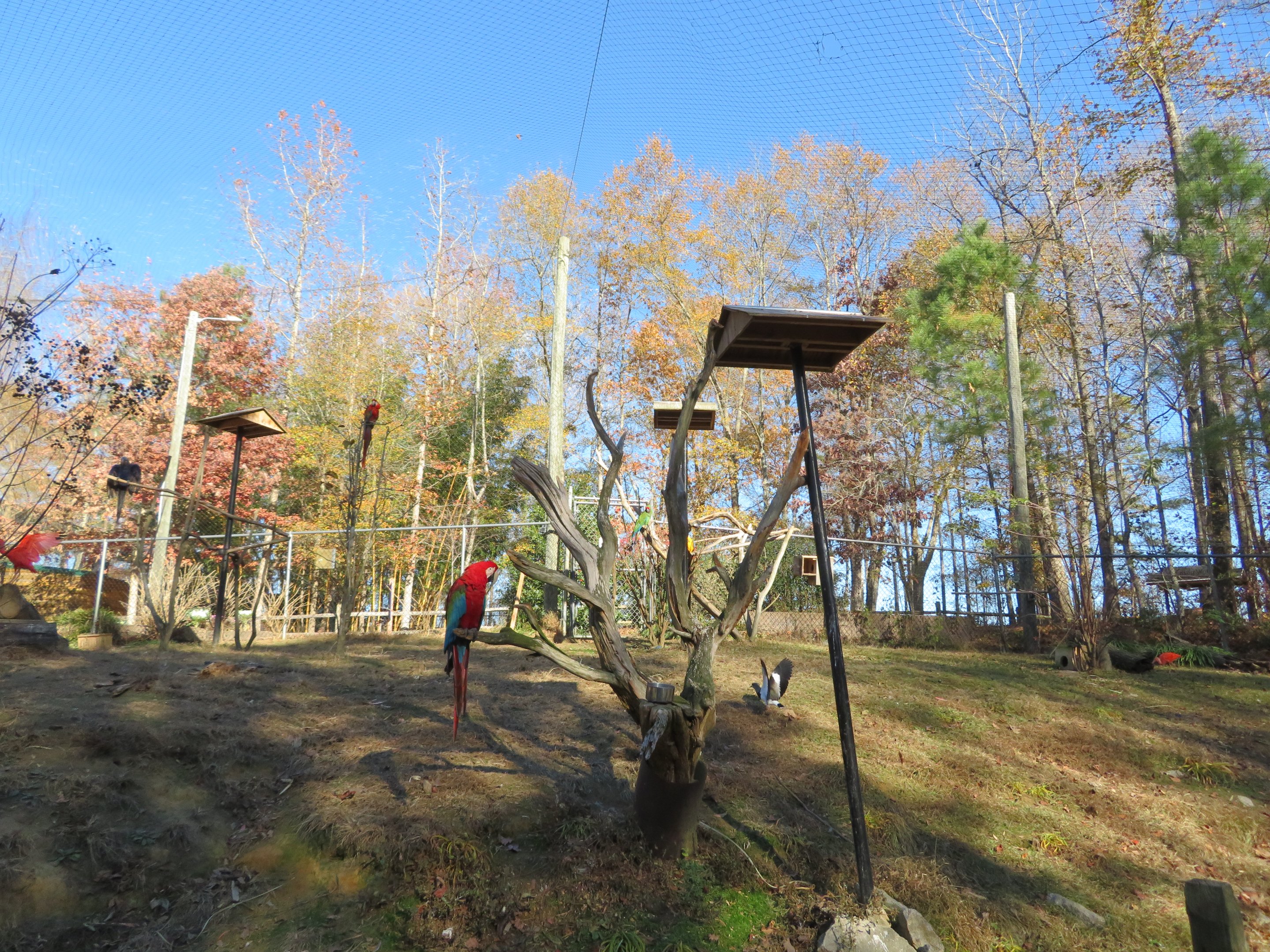 South American Aviary