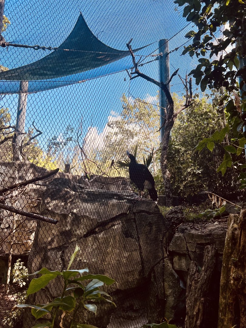 South American Aviary