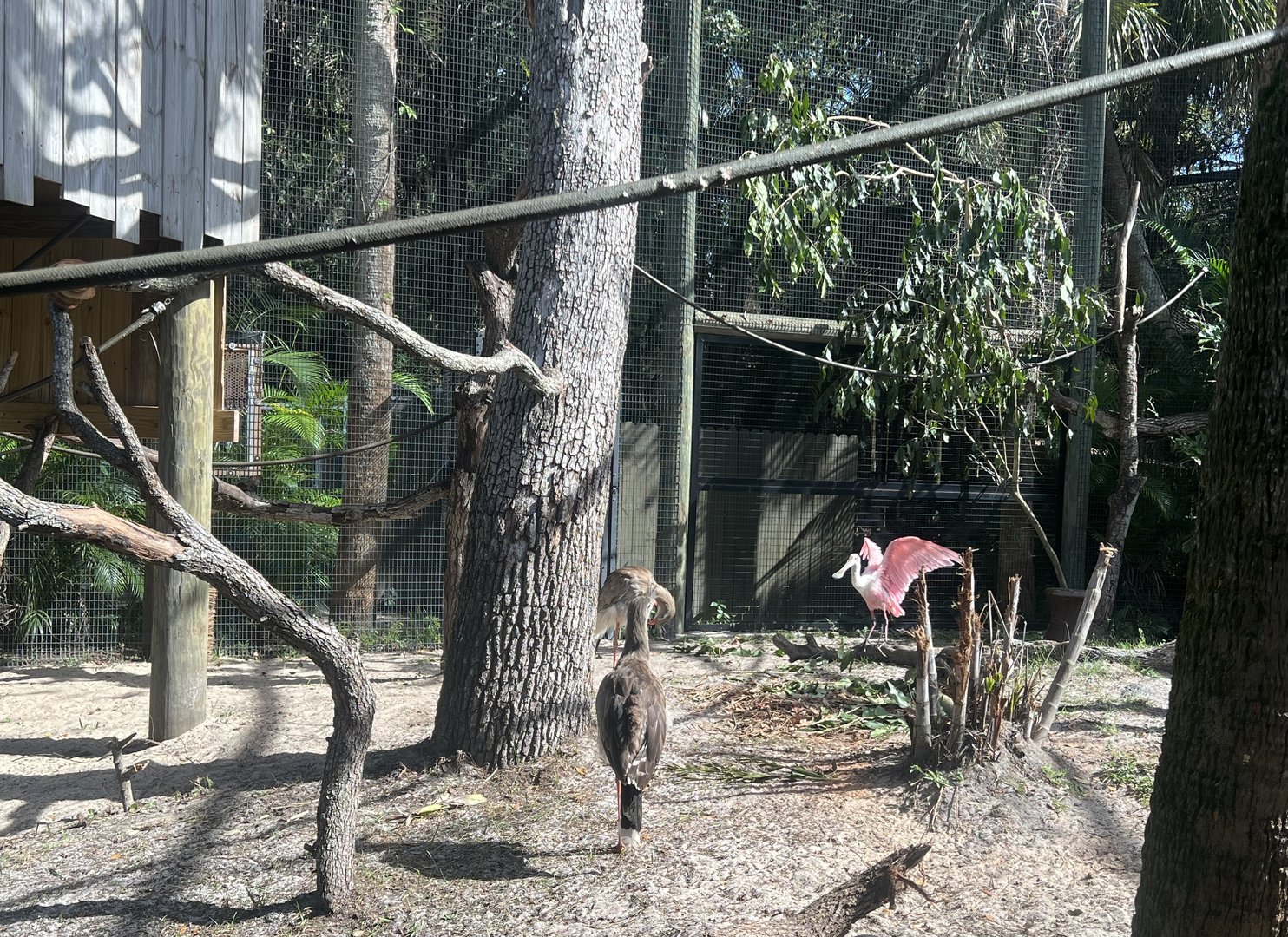 South American Aviary
