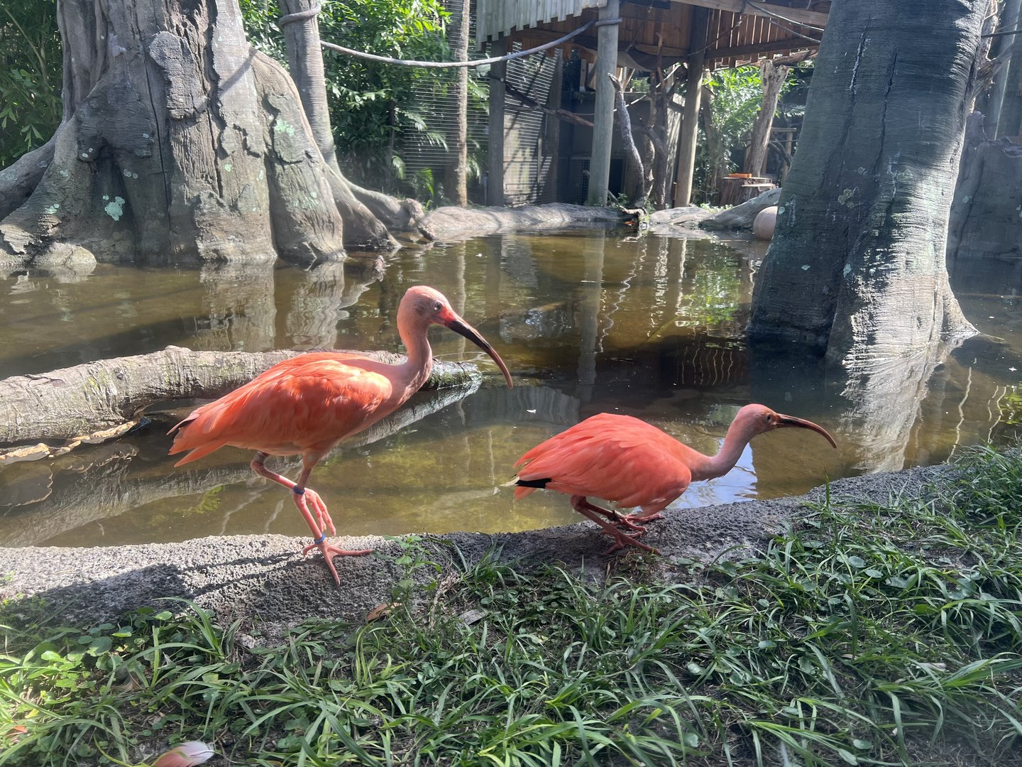 South American Aviary
