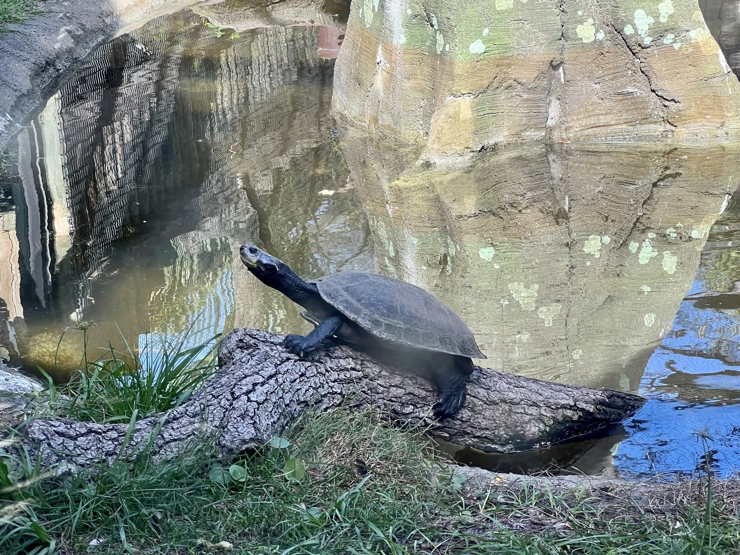South American Aviary