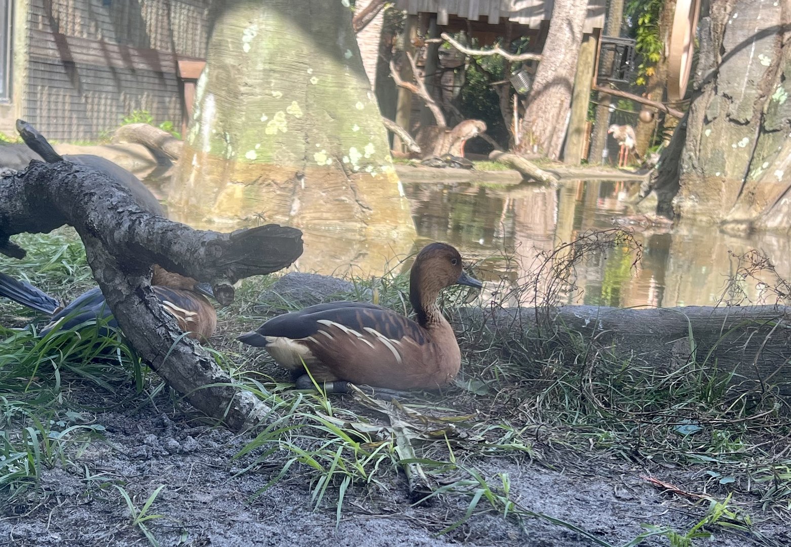 South American Aviary