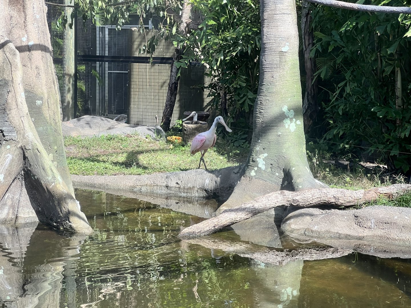 South American Aviary