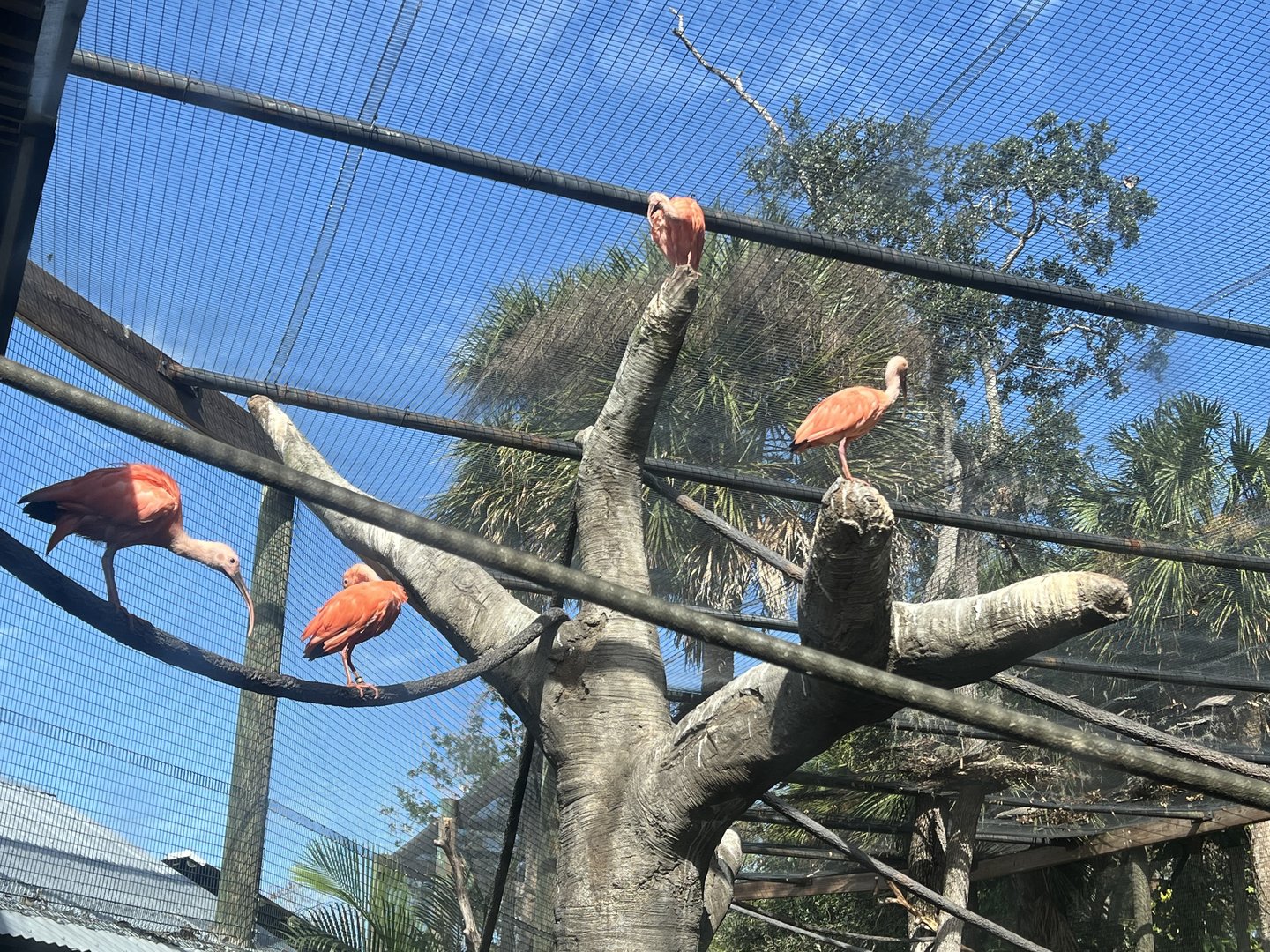 South American Aviary