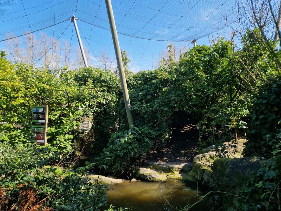 South American Aviary