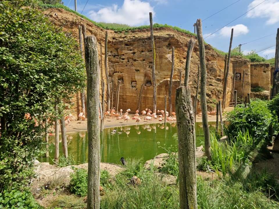 South American Aviary