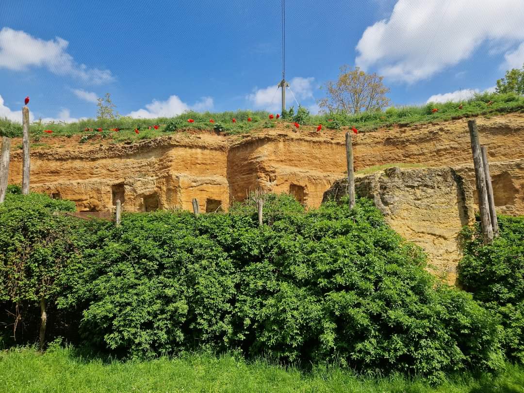 South American Aviary