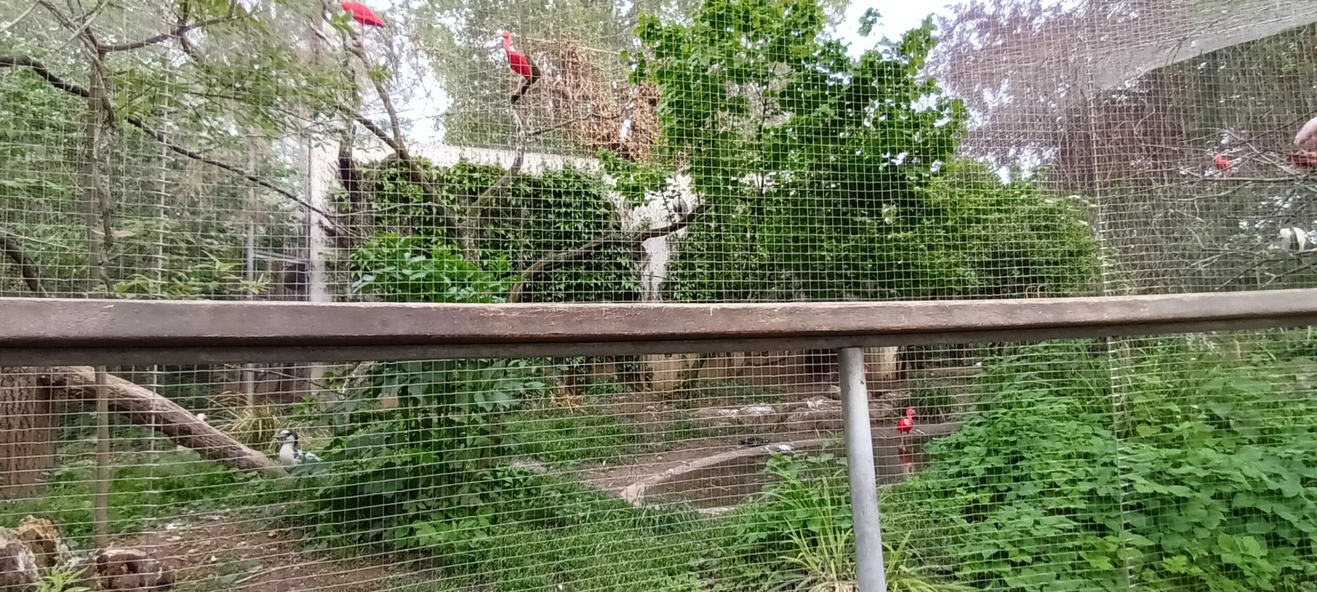 South American Aviary