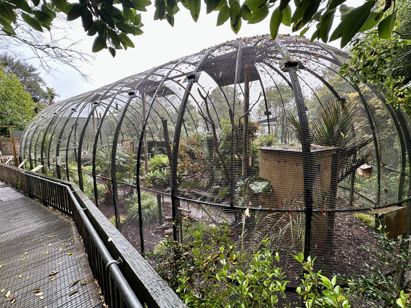 South American Aviary