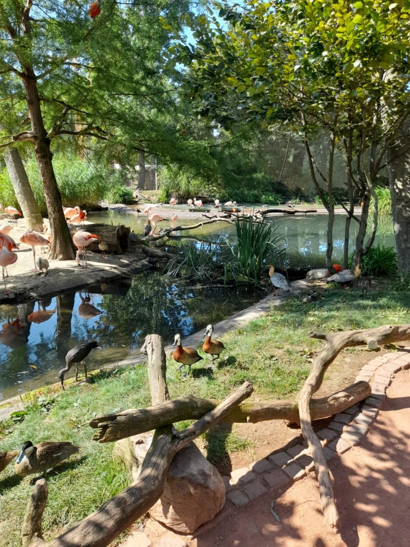 South American Aviary