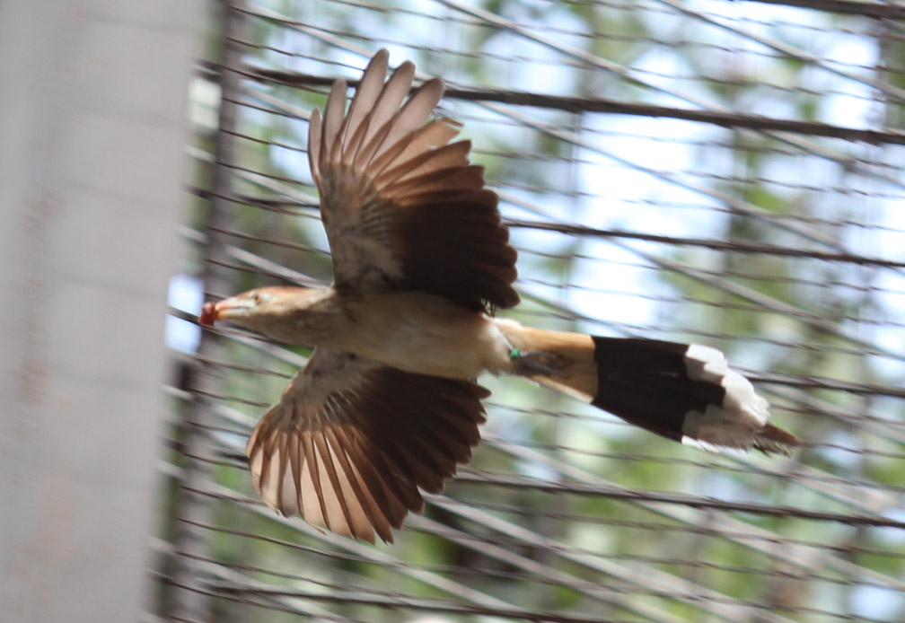 south american bird ID