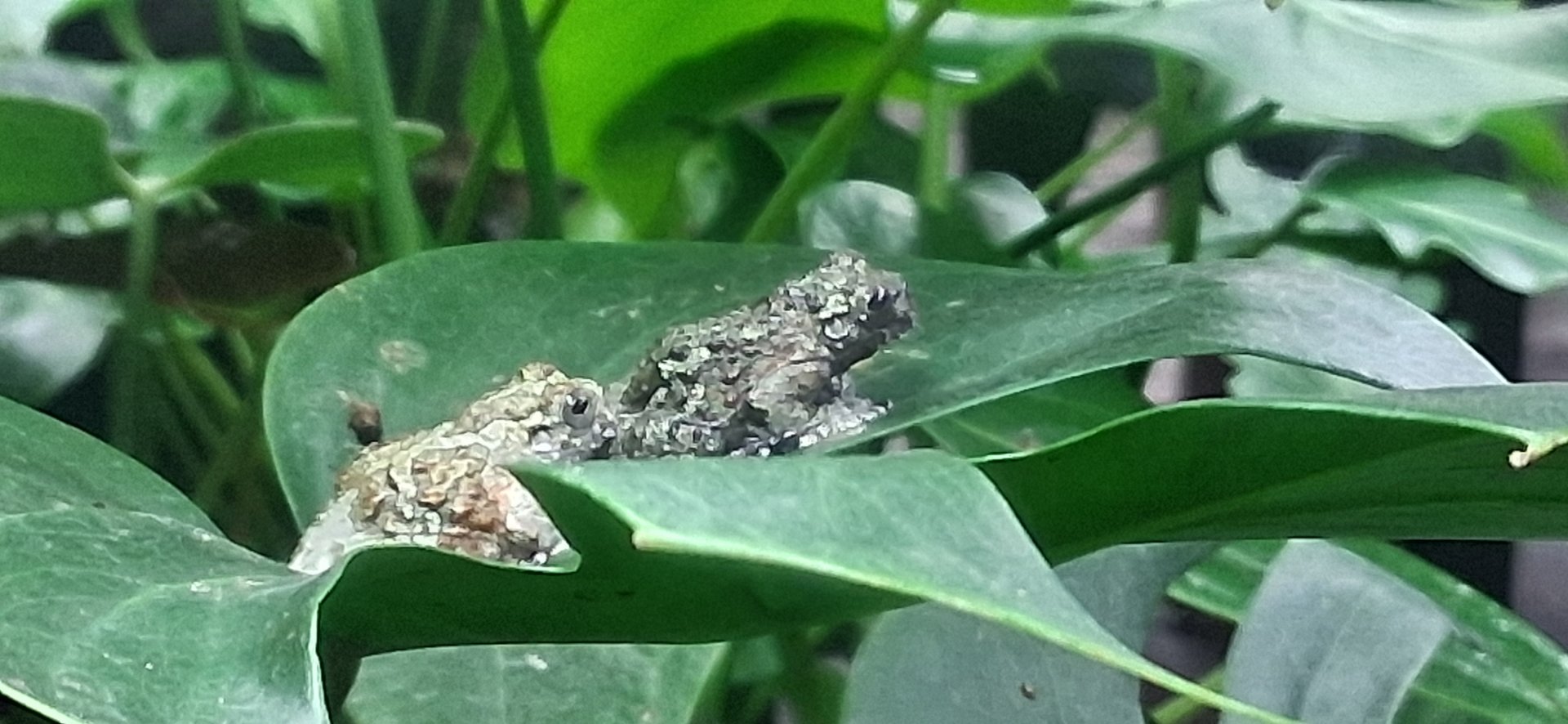 South American bird poop frog relaxing on a leaf