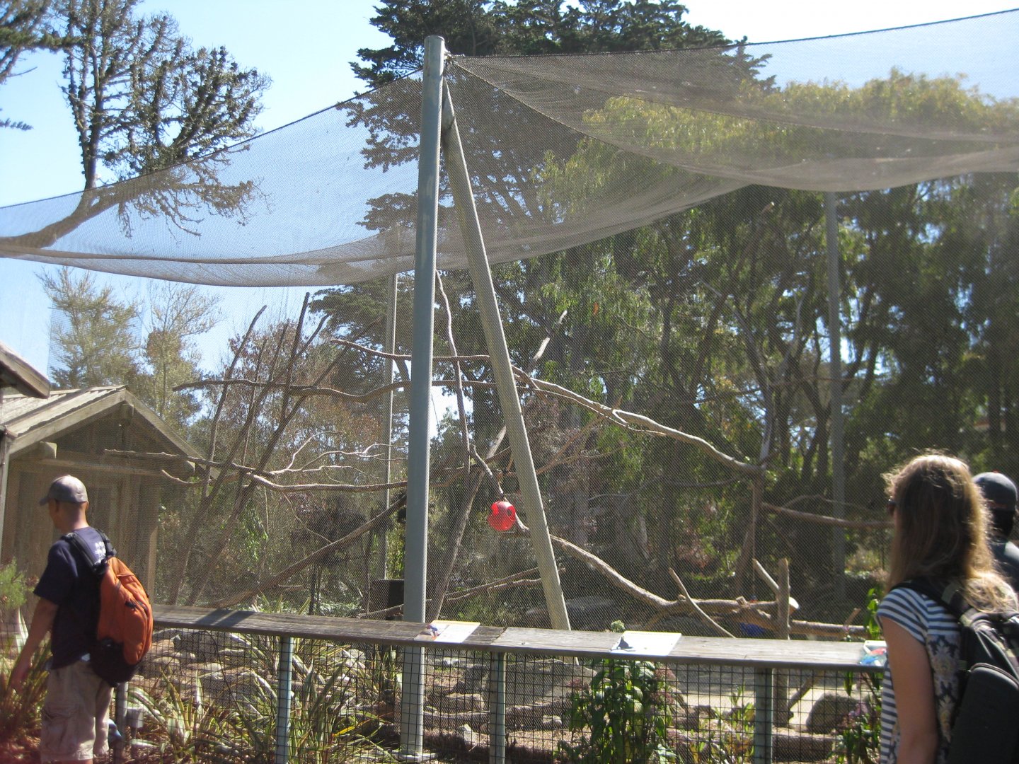 South american birds and pudus