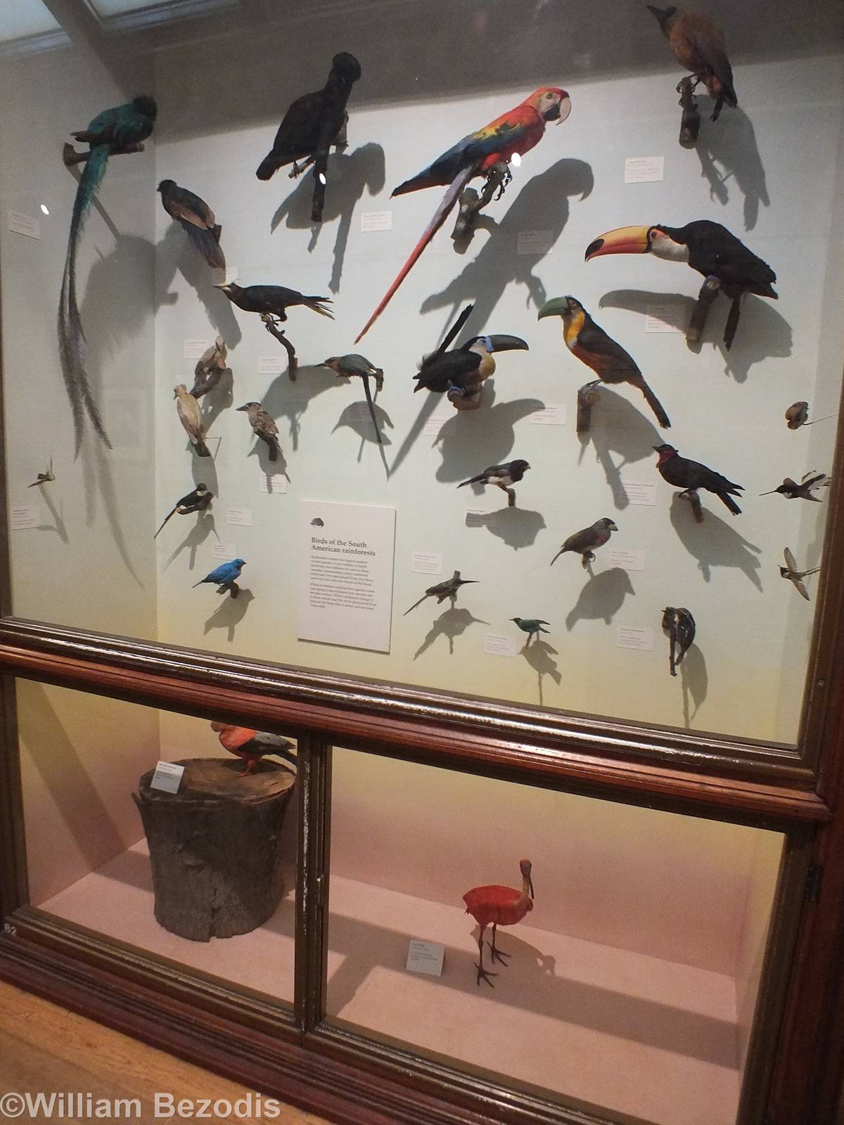 South American Birds Display - NHM London