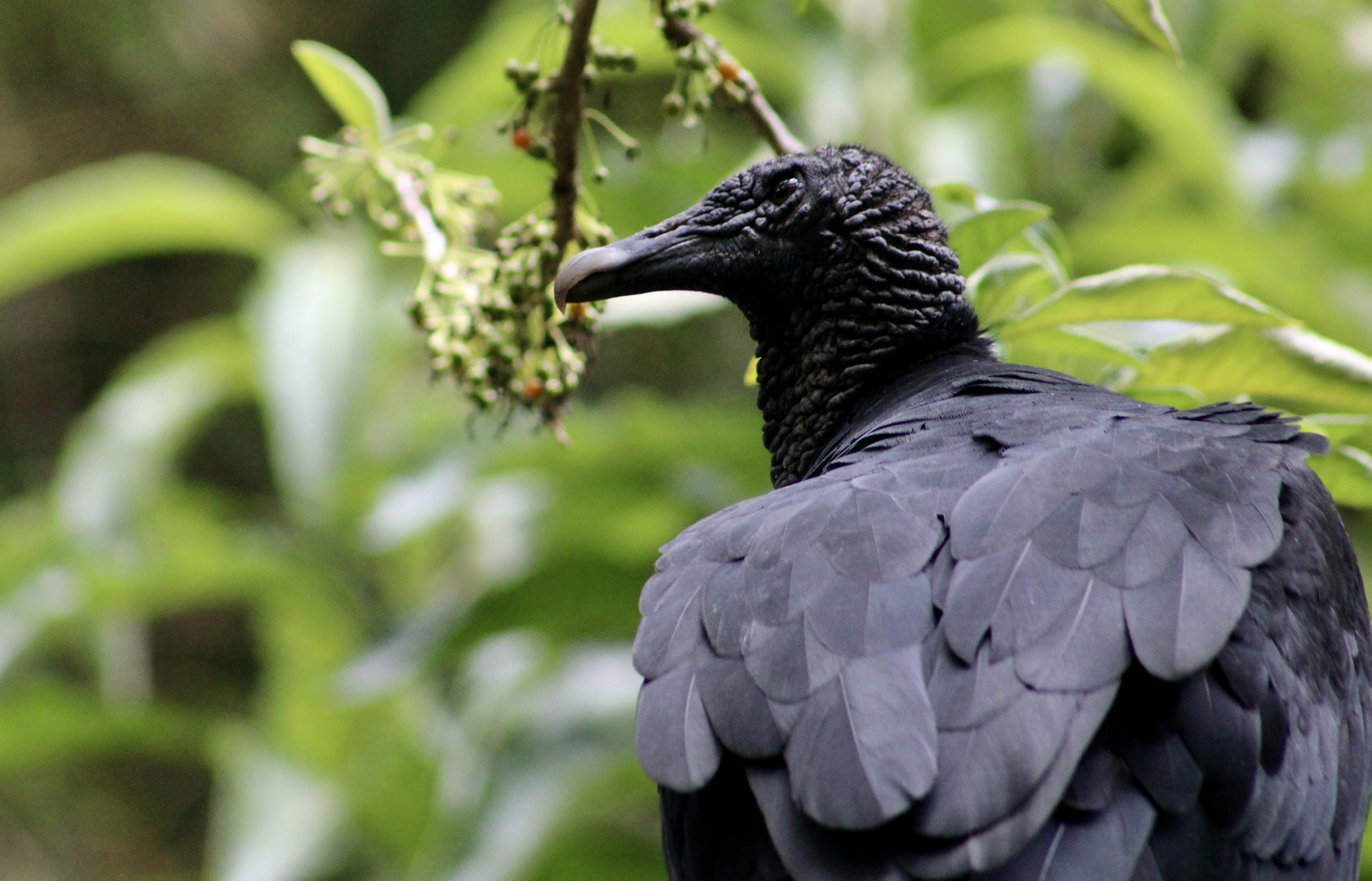South American Black Vulture (Coragyps atratus brasiliensis)