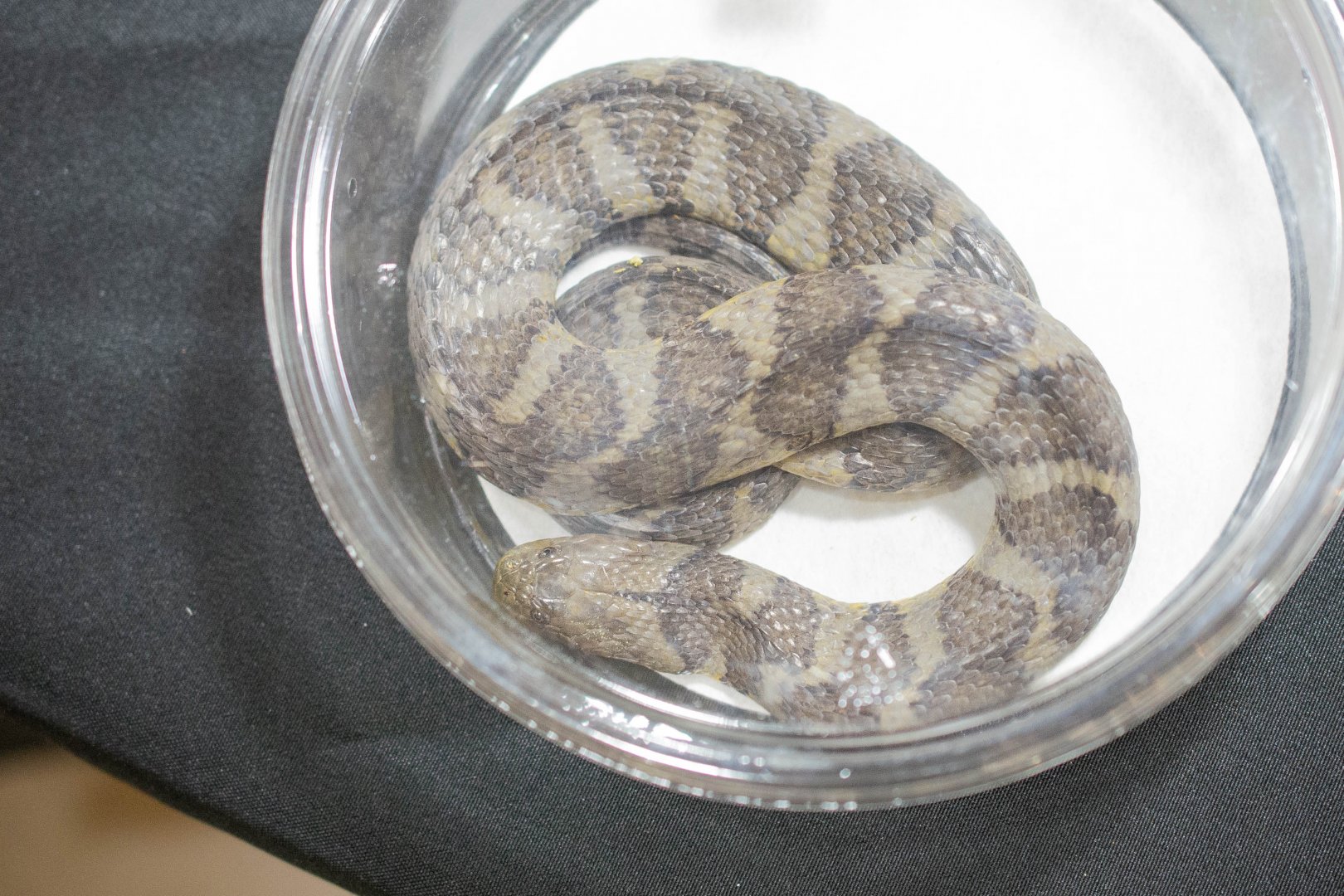 South American Brown-banded Watersnake- Helicops angulatus