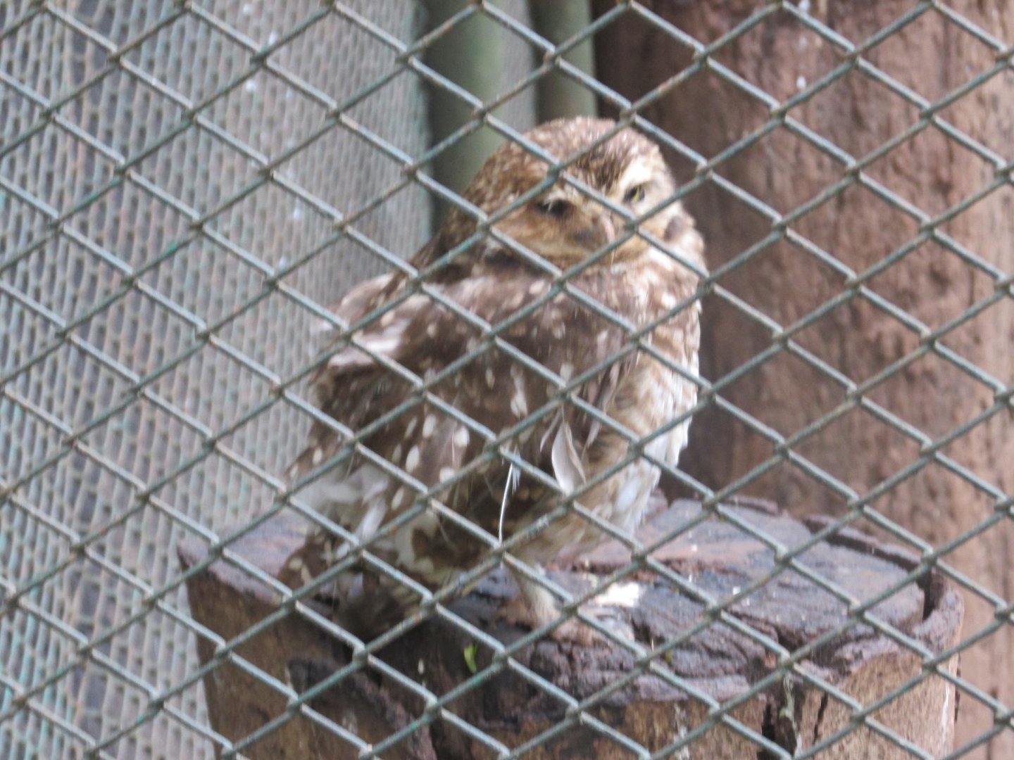 south american burrowing owl