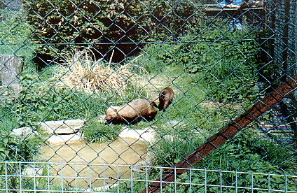 South American Bush dogs @ Howletts zoo UK