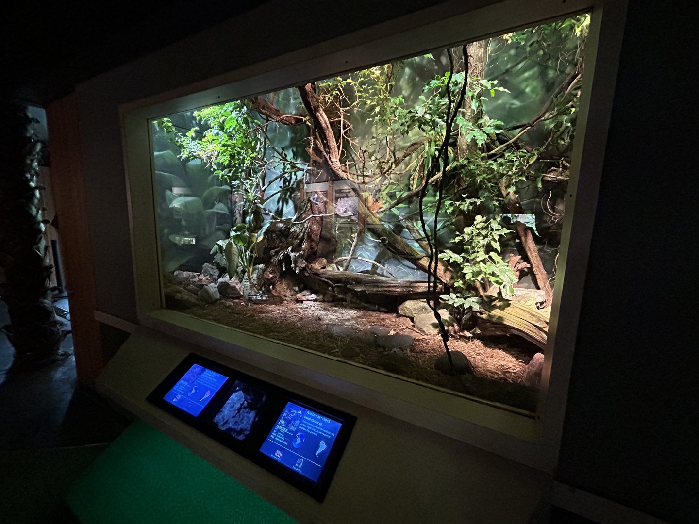 South American Bushmaster and Dart Frog Exhibit - Unseen New World
