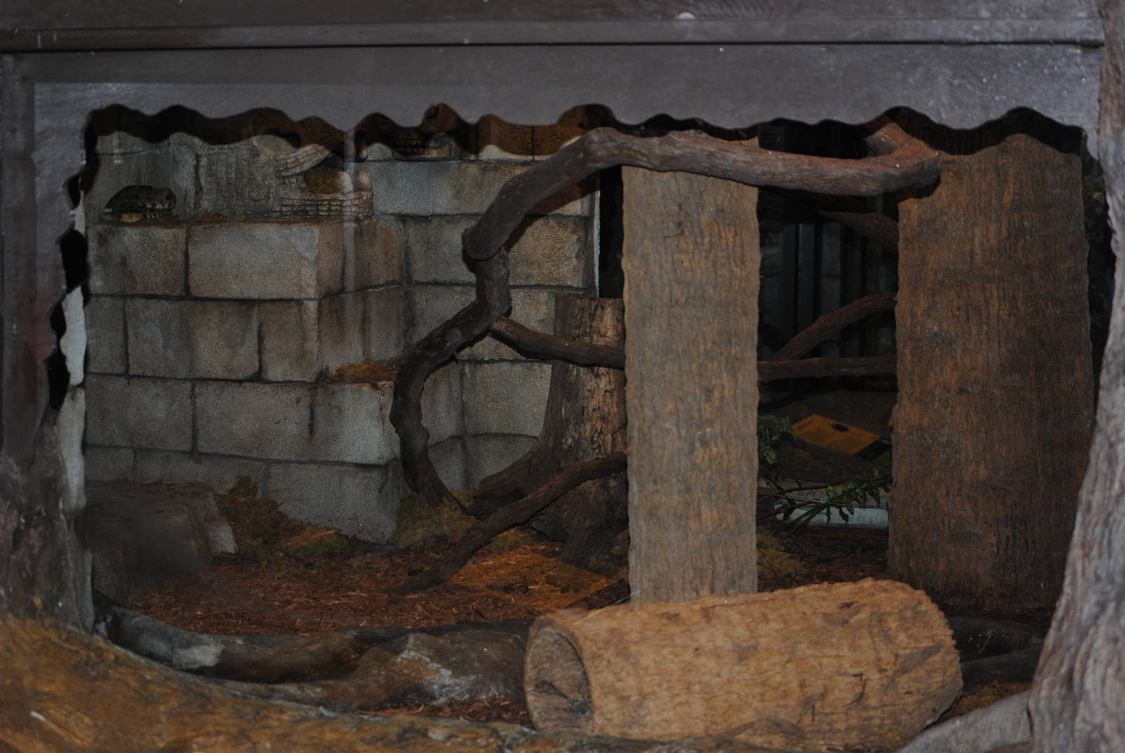 South American Bushmaster and Terciopelo Enclosure