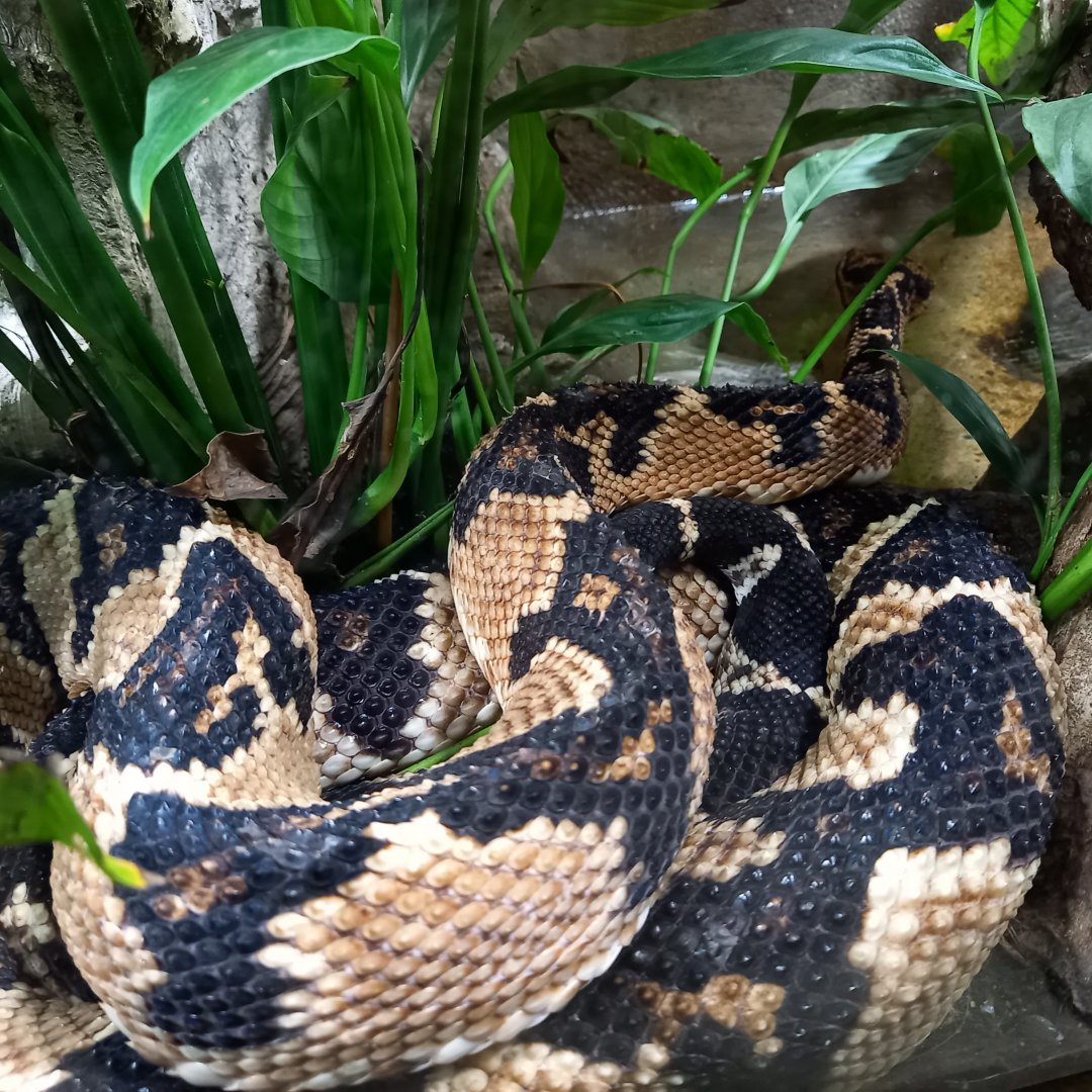 South American bushmaster - Lachesis muta muta