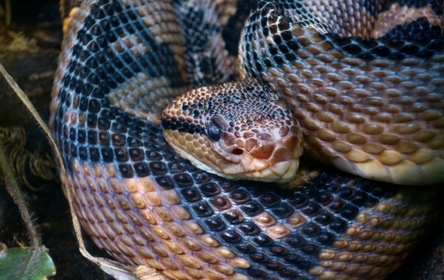 South American Bushmaster (Lachesis muta muta)