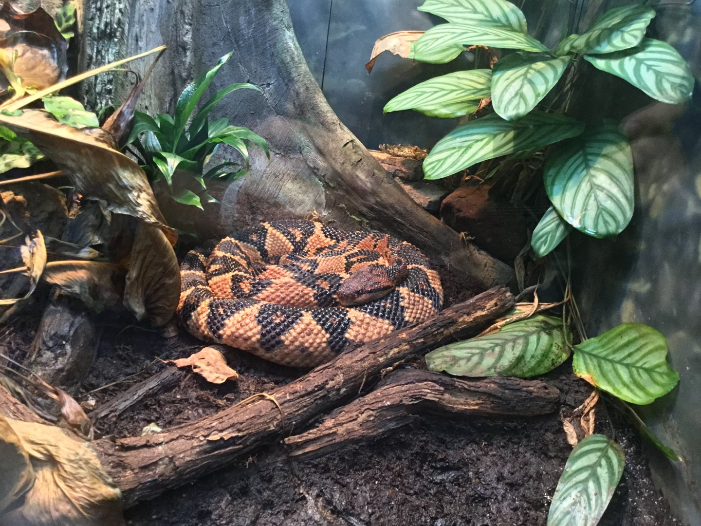 South American Bushmaster (Lachesis muta)