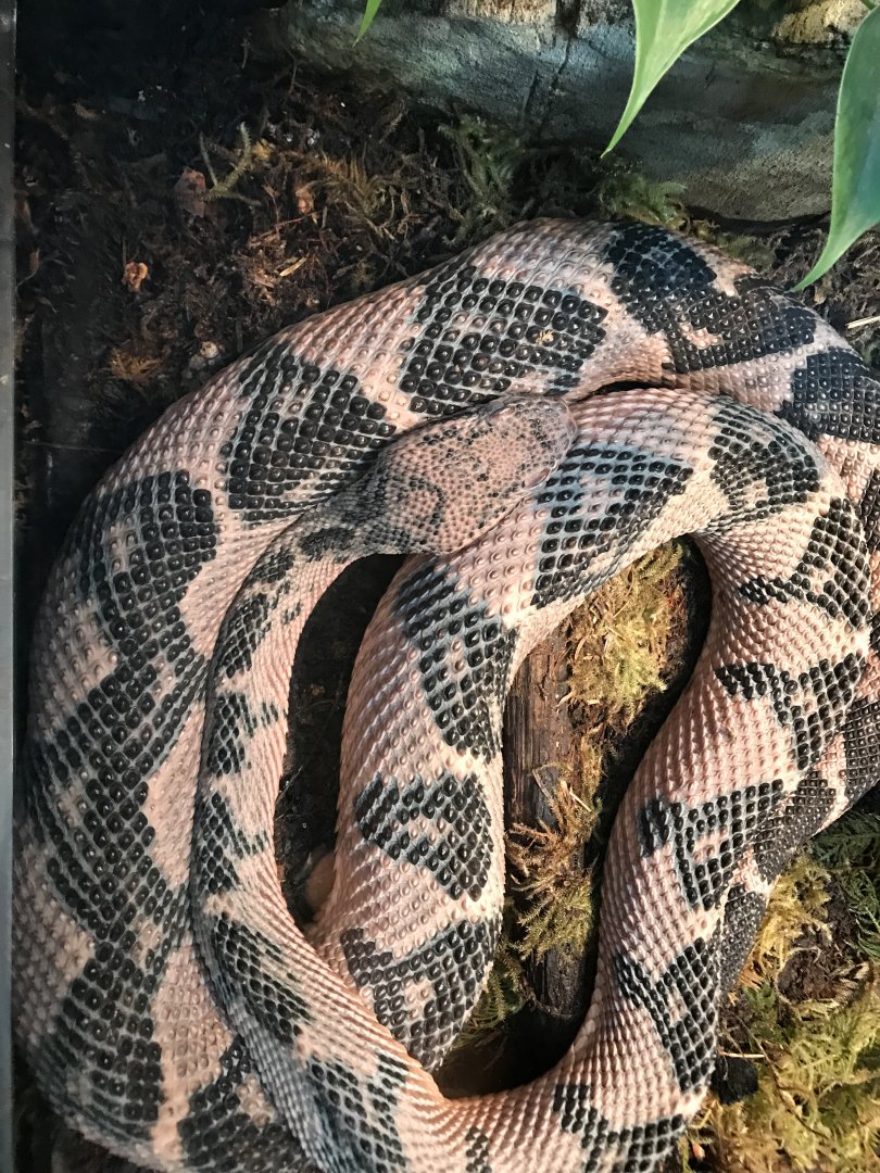 South American Bushmaster (Lachesis muta)