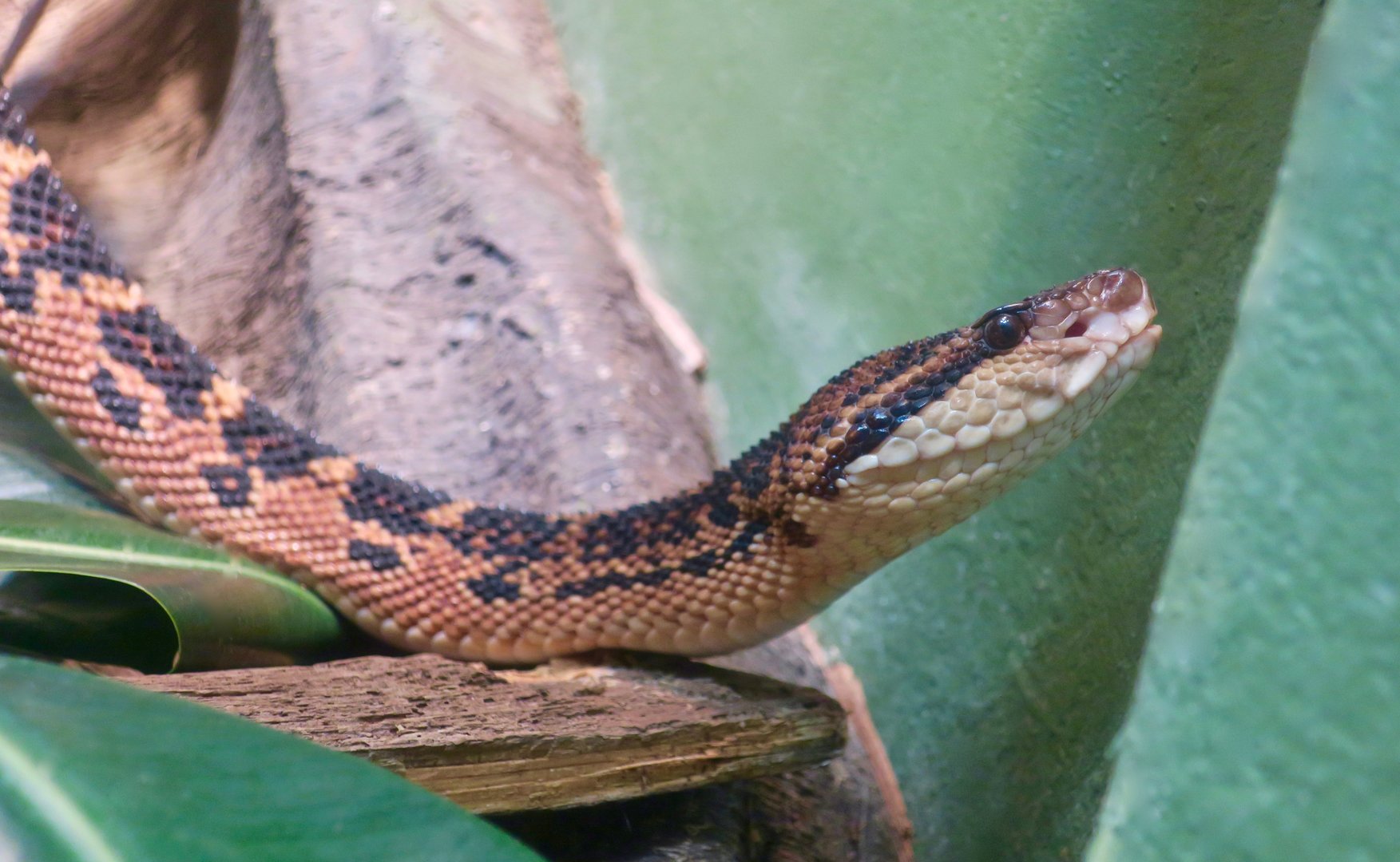 South American Bushmaster (Lachesis muta)