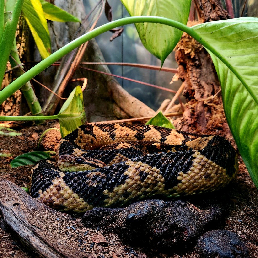 South American Bushmaster (Lachesis muta)