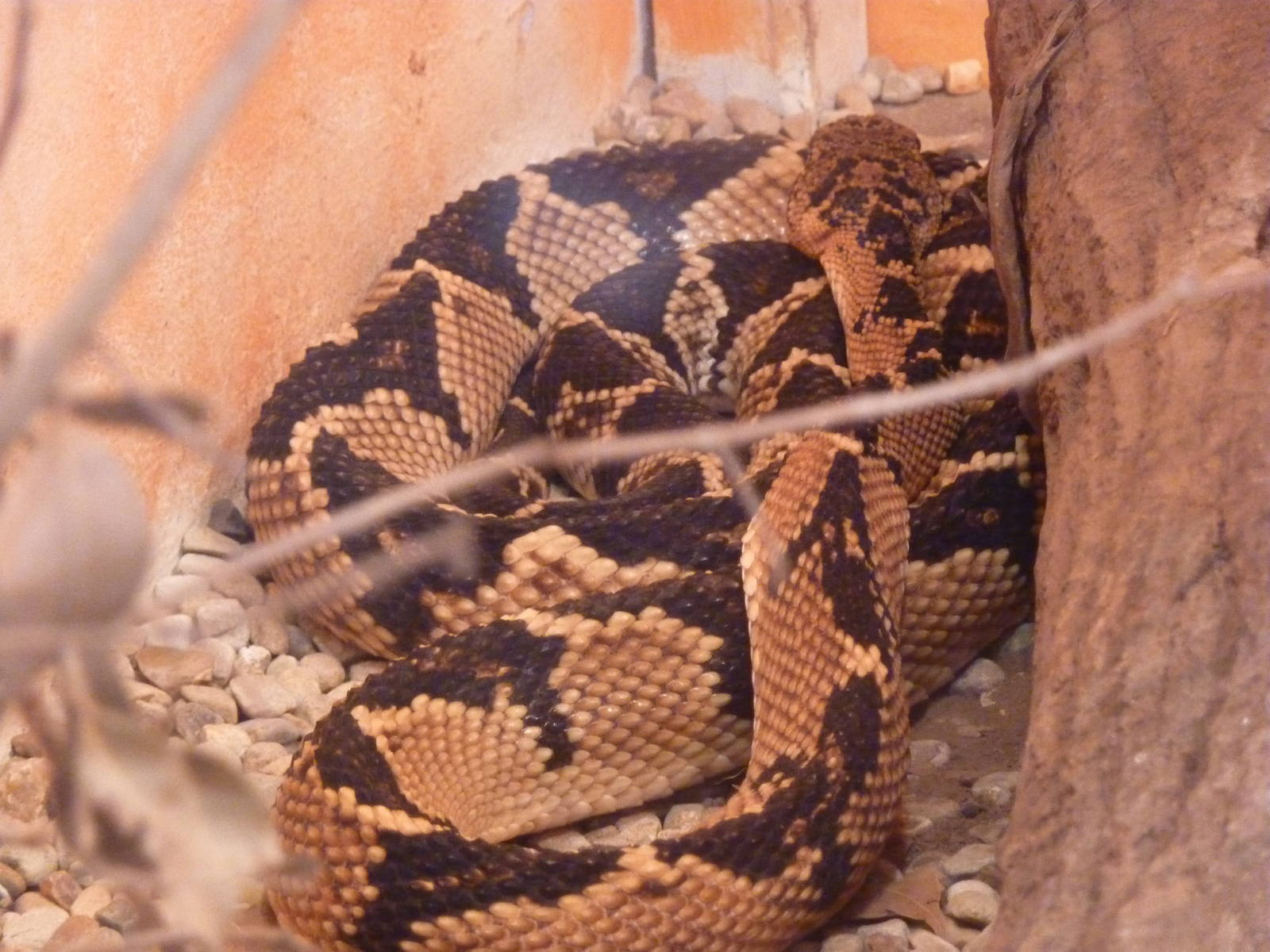 South American bushmaster