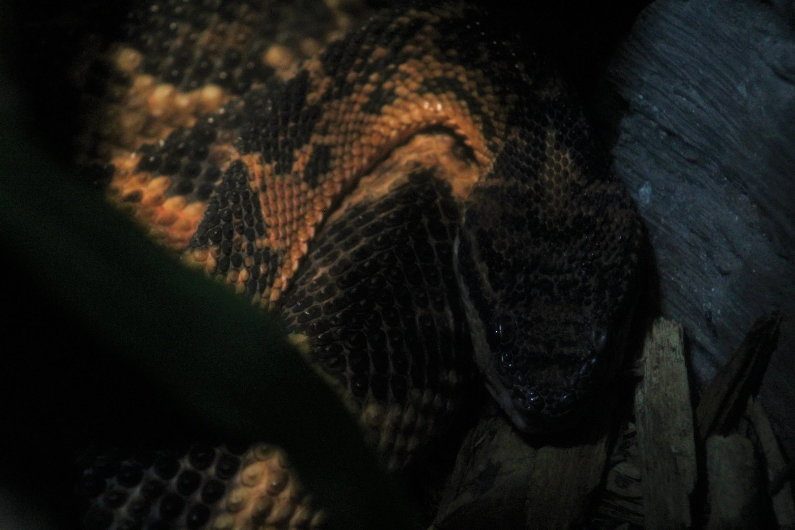 South American Bushmaster