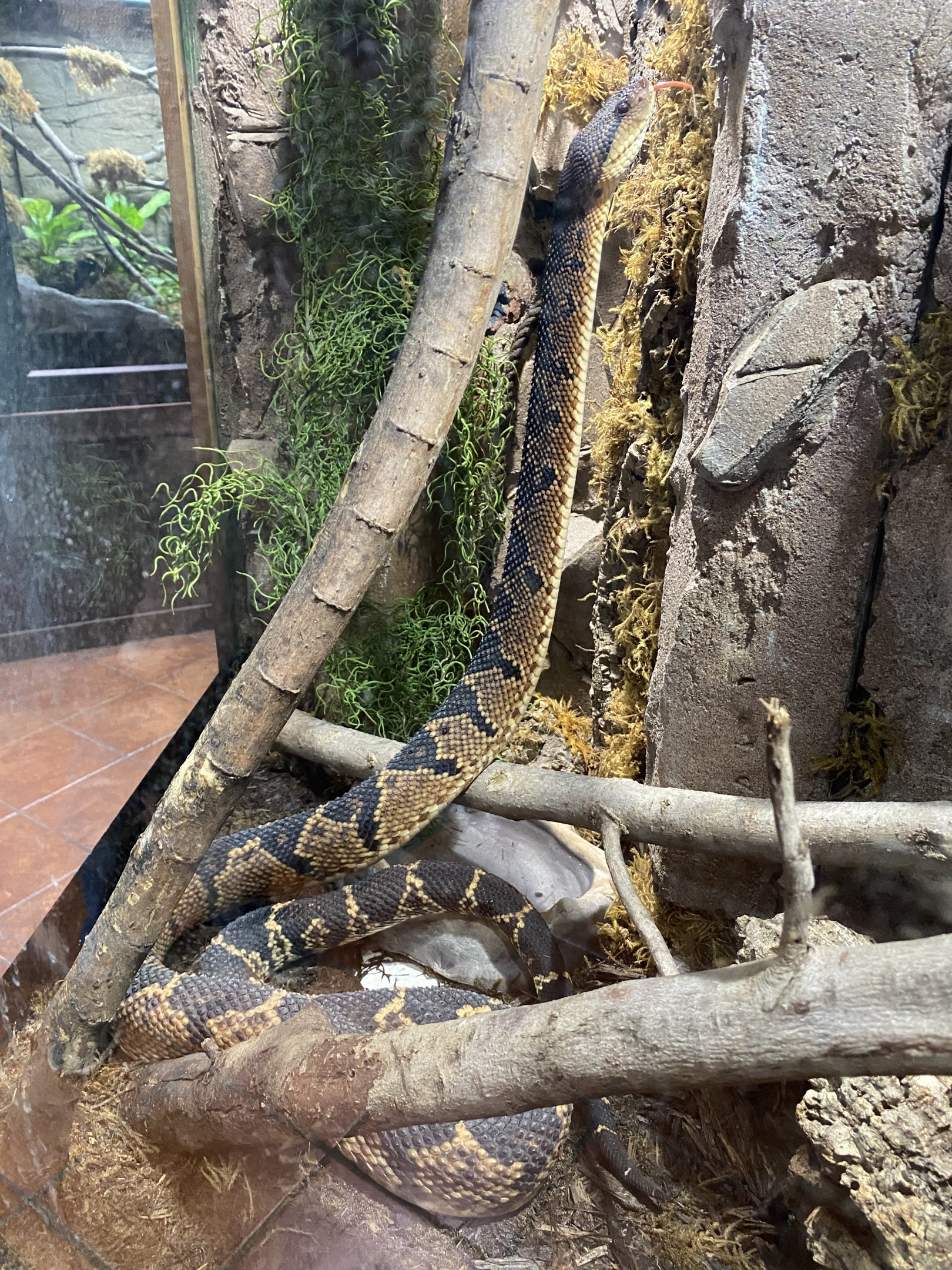 South American Bushmaster