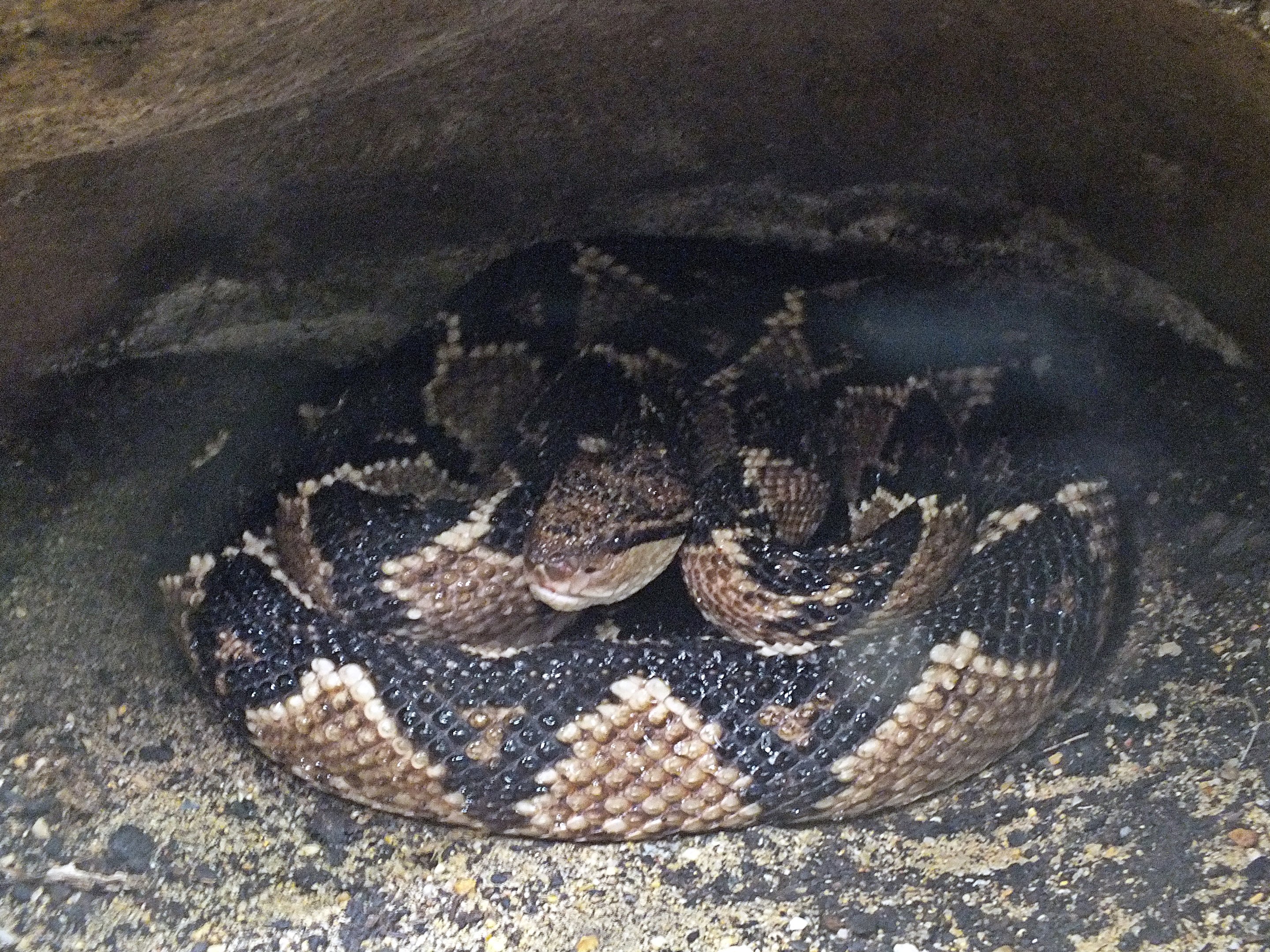 South American bushmaster