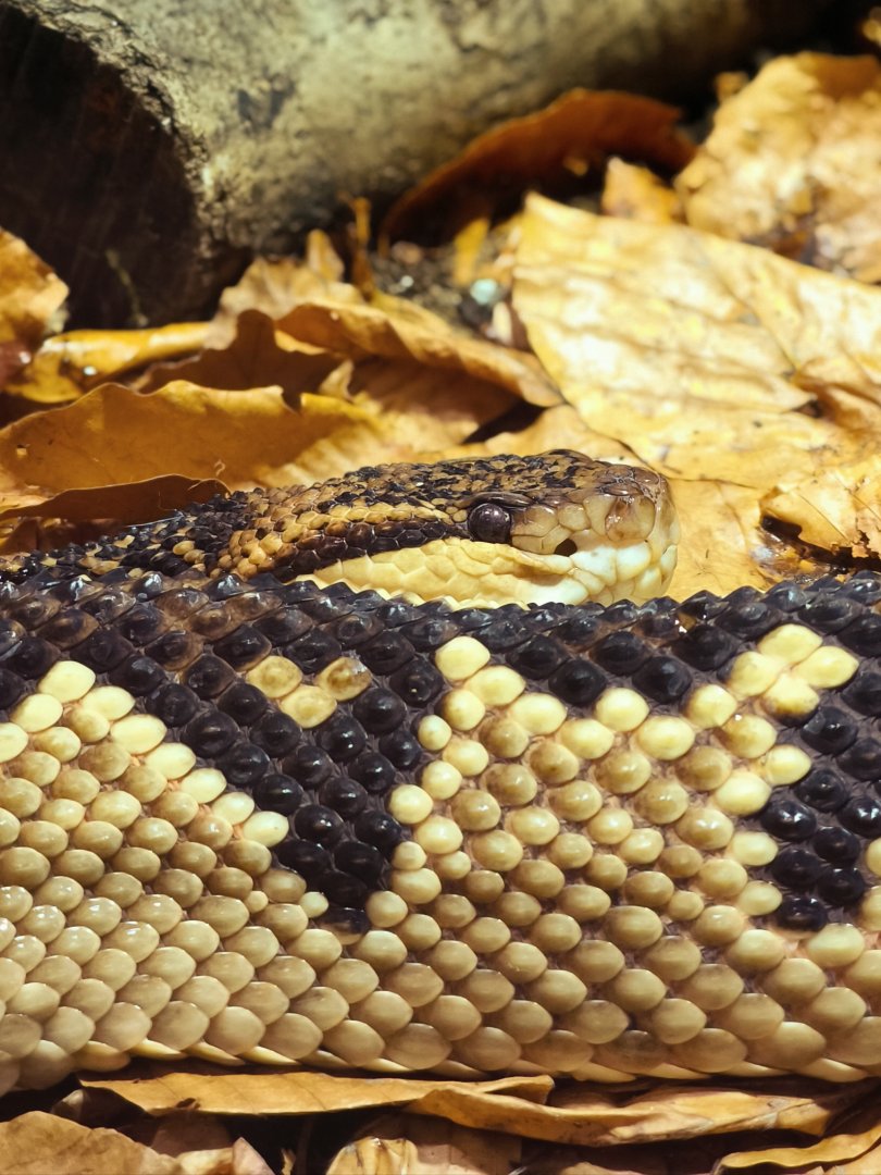 South American Bushmaster