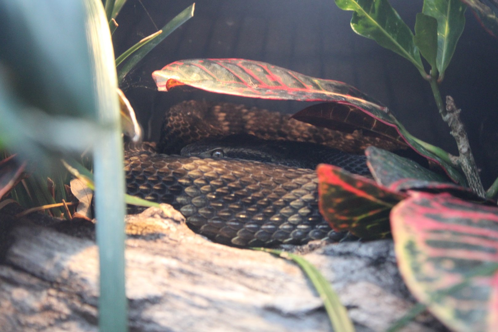 South American Bushmaster