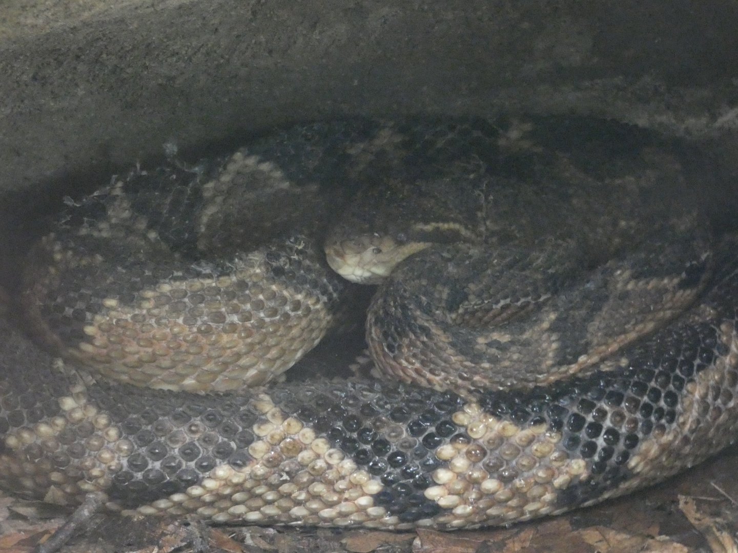 South American bushmaster